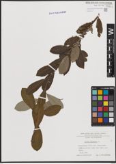 Foto von Salix cinerea L.